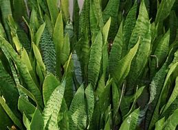 Image result for Aque Green Snake