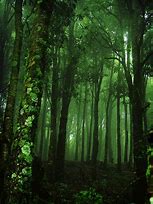 Image result for Emerald Green Forest