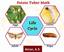 Image result for Life Cycle of Potato Tuber Moth