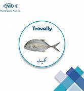 Image result for Trevali Fish