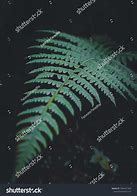 Image result for Marginal Wood Fern