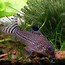 Image result for Zebra Cory Catfish