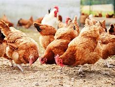 Image result for Caged Hens