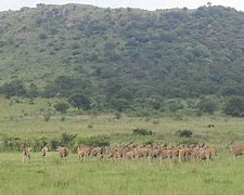 Image result for Suikerbosrand Nature Reserve