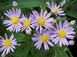 Image result for Aster Tataricus