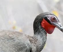 Image result for White-winged Guan