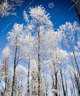 Image result for Hoarfrost On Trees