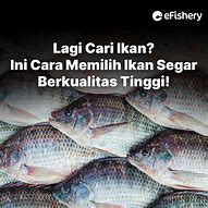 Image result for Ikan Laut Segar