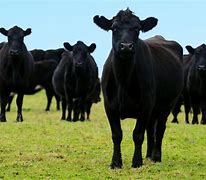 Image result for Angus Beef Cow