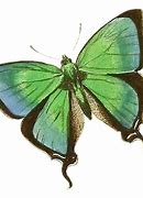 Image result for Pastel Green Butterfly