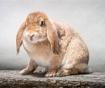 Image result for Bunny Venom