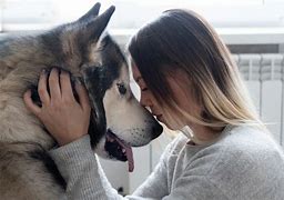 Image result for Husky Service Dog