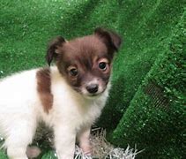 Image result for Fox Terrier X Chihuahua