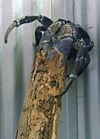 Image result for Blue Coconut Crab