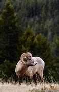 Image result for Wildlife in Banff