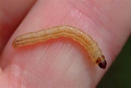 Image result for Rice Stalk Borer Moth