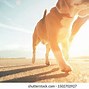 Image result for Jogging with Dog