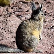 Image result for Animaru Viscacha