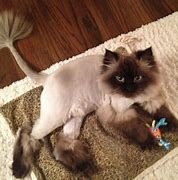 Image result for Cat Lion Haircut