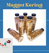 Image result for Kemasan Maggot