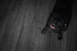 Image result for Cute Black Pug Pictures