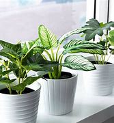 Image result for Euka Plant Plastic