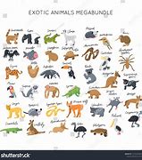 Image result for Exotic Animals Mammals