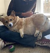 Image result for Chonky Corgi