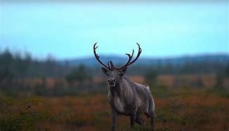 Image result for Newfoundland Caribou