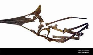 Image result for Pterosaur Beach