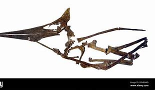 Image result for Alaska Pterosaur