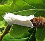 Image result for Moth Egg Sack