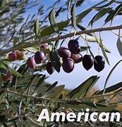 Image result for Mission Olive Tree