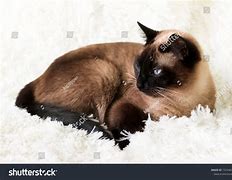 Image result for Brown Point Siamese