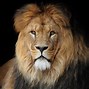 Image result for Black Mane Lion Wallpaper HD