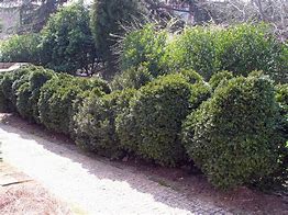 Image result for Common Boxwood Pictures