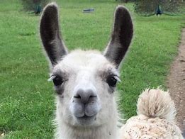 Image result for Pet Llama