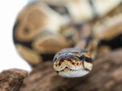 Image result for Ball Python Life Cycle