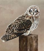 Image result for Dlnr Pueo Owl