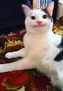 Image result for Cat Smiling Meme Silly