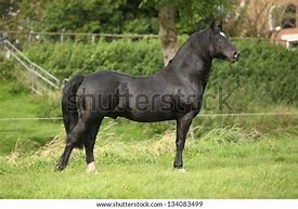 Image result for Black Welsh Cob