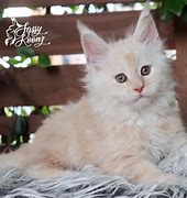 Image result for Cream Maine Coon Cat