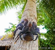 Image result for Blue Coconut Crab