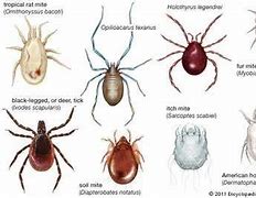 Image result for Mite Size