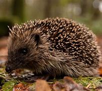 Image result for Spring Hedgehog