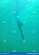 Image result for Blunt Nose Dolphin