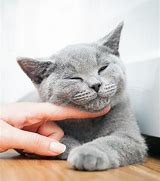 Image result for Happy Kitty