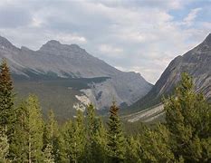 Image result for Mountain Forest Scenery