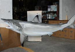 Image result for Shark Mount