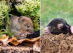 Image result for Mole Vole